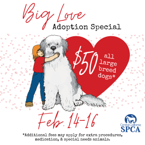 Valentine’s-Day-Adoption-Special